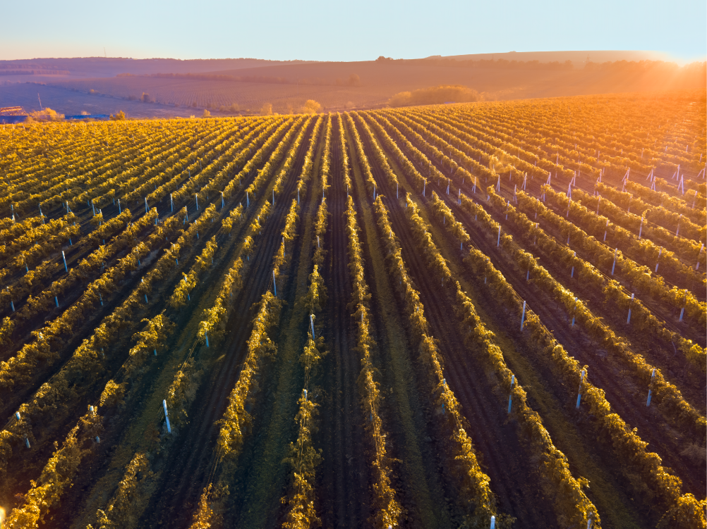 Vinyards Photo