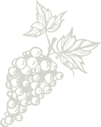 Grapes Illustration
